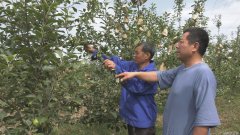 苹果树6月份病虫害防治技术