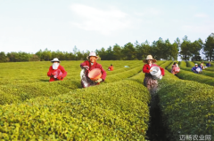 抓好茶园夏管 提高品质产量