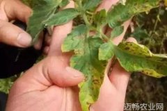 最容易引起药害的5类农药使用时一定要注意