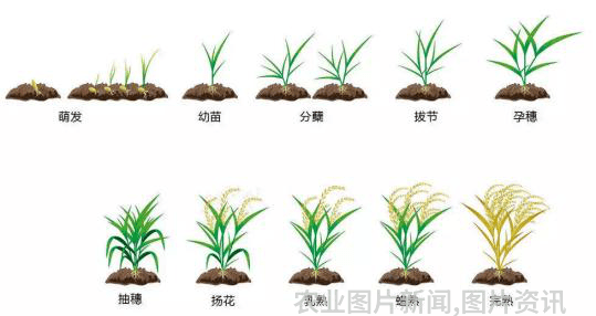 农业科普知识宣传_农业科普活动_农业科普讲座