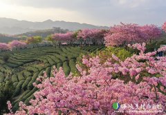 福建花卉苗木产业迈上千亿元台阶